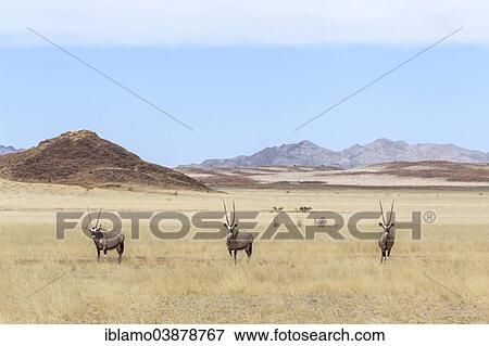 "Three Gemsboks (Oryx gazella) standing in grassland, NamibRand Nature Reserve, Namibia, Africa" View Large Photo Image Stock Photo - "Three Gemsboks (Oryx gazella) standing in grassland, NamibRand Nature Reserve, Namibia, Africa". Fotosearch