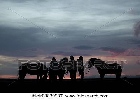 "Three Icelandic horses and three riders standing next to each other at sunset, Horn, Hofn i Hornafiroi, Hornafjorour, Iceland, Europe" View Large Photo Image Stock Photo - "Three Icelandic horses and three riders standing next to each other at sunset, Horn, Hofn i Hornafiroi, Hornafjorour, Iceland, Europe". Fotosearch