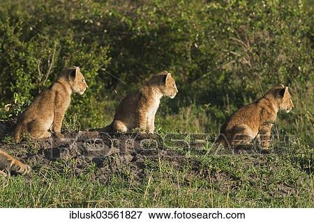 "Three lion cubs (Panthera leo) sitting on grass in the early morning light, Massai Mara, Serengeti, Rift Valley province, Kenya, Africa" View Large Photo Image Stock Photo - "Three lion cubs (Panthera leo) sitting on grass in the early morning light, Massai Mara, Serengeti, Rift Valley province, Kenya, Africa". Fotosearch
