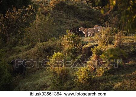 "Three Lionesses (Panthera leo) pursuing a buffalo, Massai Mara, Serengeti, Rift Valley province, Kenya, Africa" View Large Photo Image Picture - "Three Lionesses (Panthera leo) pursuing a buffalo, Massai Mara, Serengeti, Rift Valley province, Kenya, Africa". Fotosearch