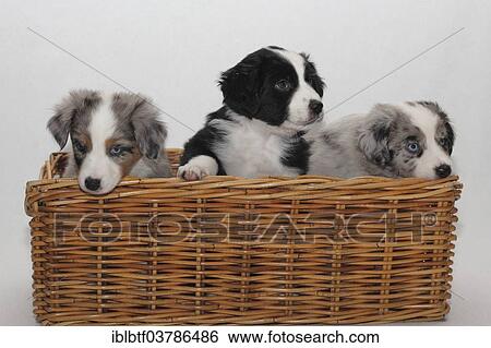Three Miniature Australian Shepherd puppies sitting in a basket View Large Photo Image Stock Photograph - Three Miniature Australian Shepherd puppies sitting in a basket. Fotosearch