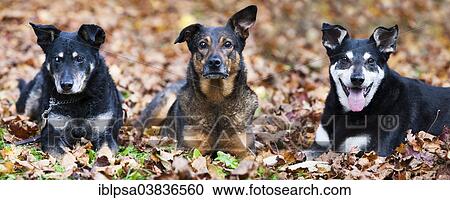"Three mixed-breed dogs, mongrels, lying on autumn leaves" View Large Photo Image Stock Image - "Three mixed-breed dogs, mongrels, lying on autumn leaves". Fotosearch