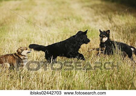 Three mixed-breed dogs playing on a stubble field View Large Photo Image Stock Image - Three mixed-breed dogs playing on a stubble field. Fotosearch