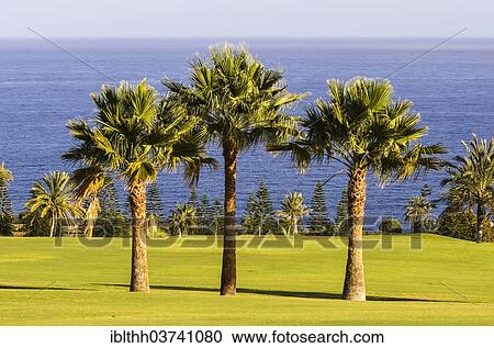"Three palm trees on a golf course, Laguna de Santiago, La Gomera, Canary Islands, Spain, Europe" View Large Photo Image Stock Image - "Three palm trees on a golf course, Laguna de Santiago, La Gomera, Canary Islands, Spain, Europe". Fotosearch