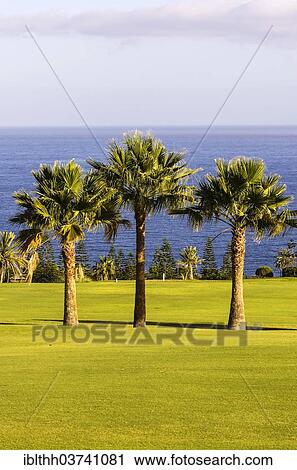 "Three palm trees on a golf course, Laguna de Santiago, La Gomera, Canary Islands, Spain, Europe" View Large Photo Image Stock Image - "Three palm trees on a golf course, Laguna de Santiago, La Gomera, Canary Islands, Spain, Europe". Fotosearch