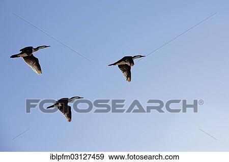 "Three Pied cormorants (Phalacrocorax varius) in flight, Dongara, Western Australia, Australia, Oceania" View Large Photo Image Stock Photo - "Three Pied cormorants (Phalacrocorax varius) in flight, Dongara, Western Australia, Australia, Oceania". Fotosearch