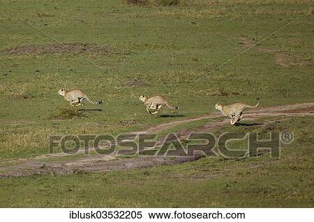 Stock Photography - "Three running Cheetahs (Acinonyx jubatus) hunting in a group, Massai Mara, Serengeti, Rift Valley province, Kenya, Africa". Fotosearch