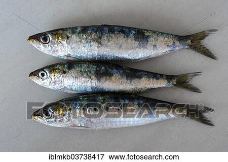 "Three Sardines or European Pilchards (Sardina pilchardus), Province of Alicante, Spain, Europe" View Large Photo Image Stock Photo - "Three Sardines or European Pilchards (Sardina pilchardus), Province of Alicante, Spain, Europe". Fotosearch