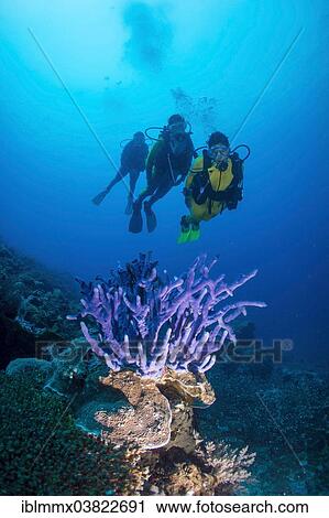 "Three scuba divers with a Sponge (Demospongiae) in the reef, Philippines, Asia" View Large Photo Image Stock Image - "Three scuba divers with a Sponge (Demospongiae) in the reef, Philippines, Asia". Fotosearch