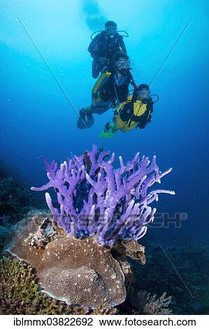 "Three scuba divers with a Sponge (Demospongiae) in the reef, Philippines, Asia" View Large Photo Image Stock Image - "Three scuba divers with a Sponge (Demospongiae) in the reef, Philippines, Asia". Fotosearch