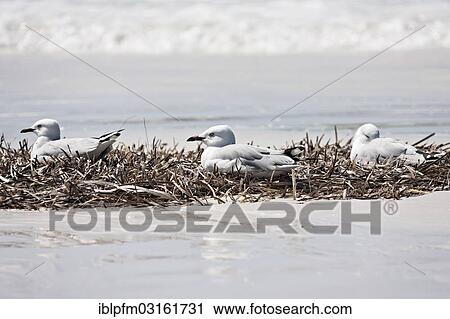 "Three Silver Gulls (Chroicocephalus novaehollandiae) resting in dry seagrass on a white sandy beach, Western Australia, Australia, Oceania" View Large Photo Image Stock Image - "Three Silver Gulls (Chroicocephalus novaehollandiae) resting in dry seagrass on a white sandy beach, Western Australia, Australia, Oceania". Fotosearch