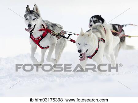 Stock Photo - "Three sled dogs, Siberian Huskies, sled dog race, Harz, Clausthal-Zellerfeld, Lower Saxony, Germany, Europe". Fotosearch