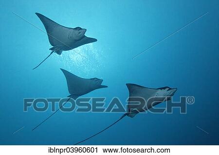 "Three Spotted Eagle Rays (Aetobatus narinari), Embudu Channel, Indian Ocean, Tilla or Tila, South Male Atoll, Maldives, Asia" View Large Photo Image Stock Image - "Three Spotted Eagle Rays (Aetobatus narinari), Embudu Channel, Indian Ocean, Tilla or Tila, South Male Atoll, Maldives, Asia". Fotosearch