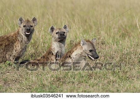 Stock Image - "Three Spotted Hyenas or Laughing Hyenas (Crocuta crocuta) at ithe den, Massai Mara, Serengeti, Rift Valley province, Kenya, Africa". Fotosearch