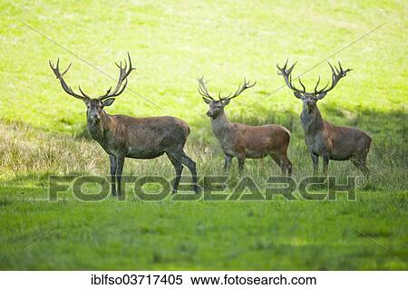 "Three stags (Cervus elaphus) standing in a meadow, captive, Lower Saxony, Germany, Europe" View Large Photo Image Stock Photography - "Three stags (Cervus elaphus) standing in a meadow, captive, Lower Saxony, Germany, Europe". Fotosearch