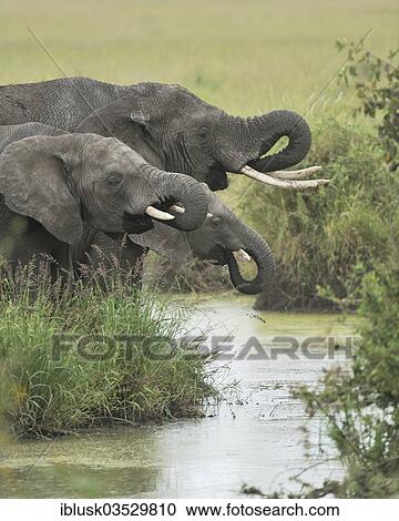 "Three synchronously drinking African Bush Elephants (Loxodonta africana) at a waterhole, Serengeti, Tanzania, Africa" View Large Photo Image Stock Image - "Three synchronously drinking African Bush Elephants (Loxodonta africana) at a waterhole, Serengeti, Tanzania, Africa". Fotosearch
