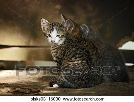 "Three tabby sibling-kittens sitting next to each other in front of an old wooden wall, Satteldorf, Hohenlohe, Baden-Wurttemberg, Germany, Europe" View Large Photo Image Stock Image - "Three tabby sibling-kittens sitting next to each other in front of an old wooden wall, Satteldorf, Hohenlohe, Baden-Wurttemberg, Germany, Europe". Fotosearch