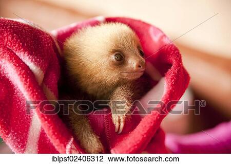 "Three-toed-sloth (Bradypus), young in a blanket, Toucan Rescue Ranch, San Isidro de Heredia, Costa Rica, Central America, North America" View Large Photo Image Stock Image - "Three-toed-sloth (Bradypus), young in a blanket, Toucan Rescue Ranch, San Isidro de Heredia, Costa Rica, Central America, North America". Fotosearch