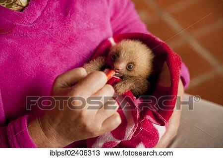 Stock Image - "Three-toed-sloth (Bradypus), young in a blanket, Toucan Rescue Ranch, San Isidro de Heredia, Costa Rica, Central America, North America". Fotosearch