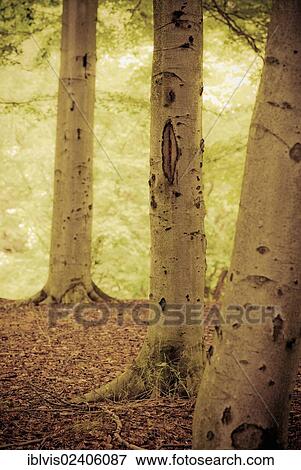 Stock Photo - Three trees in a forest. Fotosearch