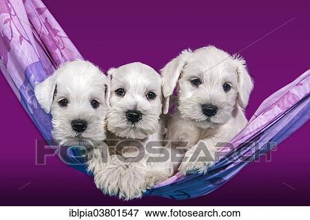Three white Miniature Schnauzer puppies lying in a hammock View Large Photo Image Stock Photo - Three white Miniature Schnauzer puppies lying in a hammock. Fotosearch
