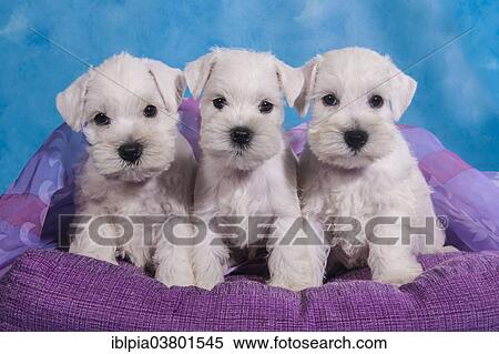 Three white Miniature Schnauzer puppies View Large Photo Image Stock Photography - Three white Miniature Schnauzer puppies. Fotosearch