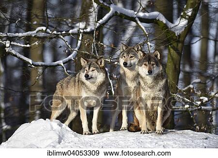 "Three wolves on look out, Northwestern wolf (Canis lupus occidentalis) in the snow, captive, Baden-Wurttemberg, Germany, Europe" View Large Photo Image Stock Photo - "Three wolves on look out, Northwestern wolf (Canis lupus occidentalis) in the snow, captive, Baden-Wurttemberg, Germany, Europe". Fotosearch