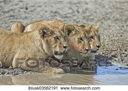 Stock Image - "Three young Lions (Panthera leo) at a waterhole, Serengeti, Tanzania, Africa". Fotosearch