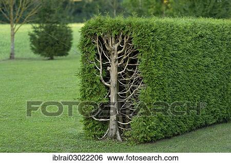 Stock Photograph - "Thujas or arborvitae (Thuja) trimmed rectangular hedge, cross-section, Fischerhauser, Ismaning, Upper Bavaria, Bavaria, Germany, Europe". Fotosearch