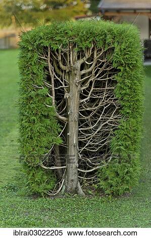 "Thujas or arborvitae (Thuja) trimmed rectangular hedge, cross-section, Fischerhauser, Ismaning, Upper Bavaria, Bavaria, Germany, Europe" View Large Photo Image Stock Photography - "Thujas or arborvitae (Thuja) trimmed rectangular hedge, cross-section, Fischerhauser, Ismaning, Upper Bavaria, Bavaria, Germany, Europe". Fotosearch
