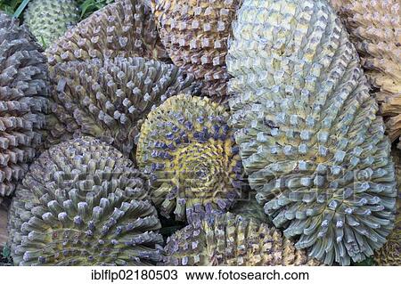 "Thunberg's Cycad (Encephalartos longifolius), collection of cones, Kirstenbosch National Botanical Garden, Cape Town, Western Cape, South Africa, Africa" View Large Photo Image Stock Image - "Thunberg's Cycad (Encephalartos longifolius), collection of cones, Kirstenbosch National Botanical Garden, Cape Town, Western Cape, South Africa, Africa". Fotosearch