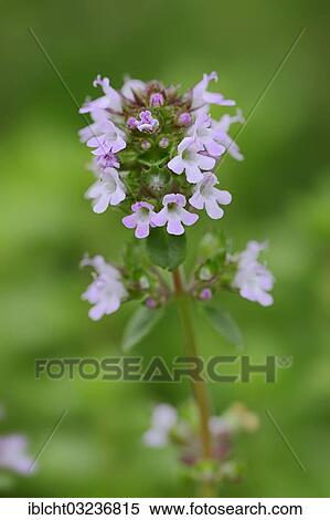 Stock Photography - "Thyme (Thymus vulgaris), North Rhine-Westphalia, Germany, Europe". Fotosearch