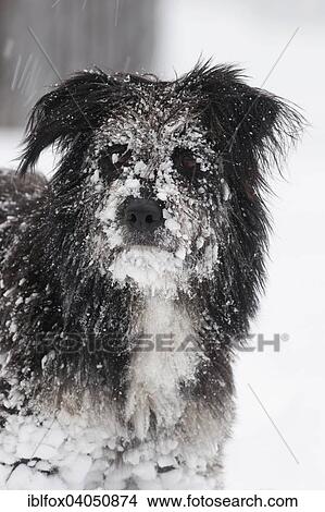 "Tibetan Terrier mix, in the snow, portrait" View Large Photo Image Picture - "Tibetan Terrier mix, in the snow, portrait". Fotosearch