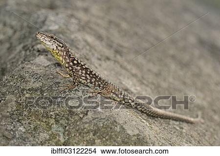 "Ticino Wall Lizard (Podarcis muralis maculiventris), male basking on a rock, Corippo, Valle Verzasca, Kanton Tessin, Switzerland, Europe" View Large Photo Image Picture - "Ticino Wall Lizard (Podarcis muralis maculiventris), male basking on a rock, Corippo, Valle Verzasca, Kanton Tessin, Switzerland, Europe". Fotosearch