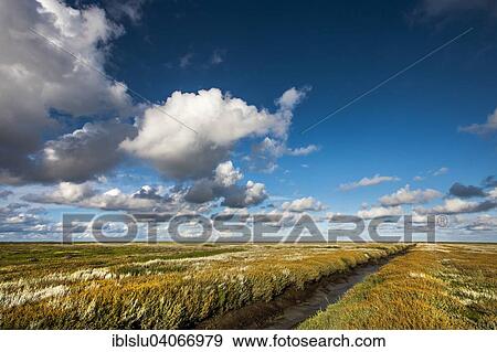 "Tidal creek in the salt marshes, Westerhever, Eiderstedt peninsula, North Frisia, Schleswig-Holstein, Germany, Europe" View Large Photo Image Stock Photo - "Tidal creek in the salt marshes, Westerhever, Eiderstedt peninsula, North Frisia, Schleswig-Holstein, Germany, Europe". Fotosearch