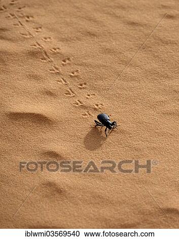 "Tiger Beetle (Cicindelinae), Coral Pink Sand Dunes State Park, Utah, United States, North America" View Large Photo Image Stock Image - "Tiger Beetle (Cicindelinae), Coral Pink Sand Dunes State Park, Utah, United States, North America". Fotosearch