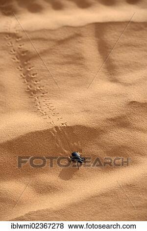 "Tiger Beetle (Cicindelinae), Coral Pink Sand Dunes State Park, Utah, Southwest, United States of America, USA" View Large Photo Image Stock Photo - "Tiger Beetle (Cicindelinae), Coral Pink Sand Dunes State Park, Utah, Southwest, United States of America, USA". Fotosearch