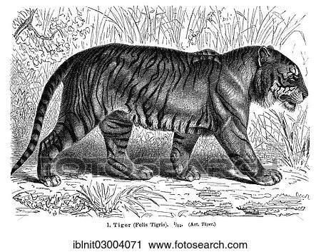 "Tiger (Felis tigris), illustration from Meyers Konversations-Lexikon encyclopedia, 1897" View Large Photo Image Stock Image - "Tiger (Felis tigris), illustration from Meyers Konversations-Lexikon encyclopedia, 1897". Fotosearch