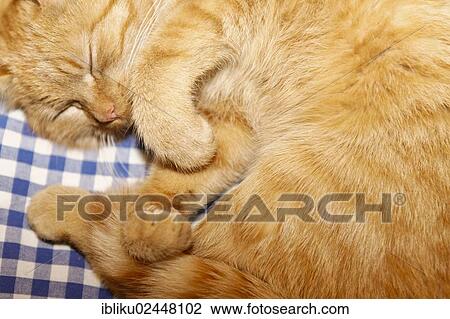 Stock Image - "Tiger"""", house cat of the Carl-von-Stahl-House, a mountain hut from the Alpine Club on the border of Berchtesgaden-Salzburg, Berchtesgadener Land, Bavaria, Germany, Europe". Fotosearch