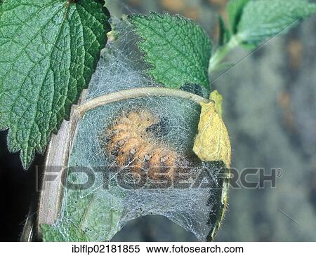 Stock Photography - "Tiger Jersey Larva (Euplagia quadripunctaria), pupating". Fotosearch