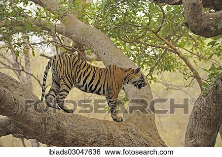 "Tiger (Panthera tigris) climbing a ficus tree, Ranthambore Tiger Reserve, Ranthambore National Park, Sawai Madhopur District, Rajasthan, India, Asia" View Large Photo Image Stock Photograph - "Tiger (Panthera tigris) climbing a ficus tree, Ranthambore Tiger Reserve, Ranthambore National Park, Sawai Madhopur District, Rajasthan, India, Asia". Fotosearch