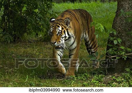 "Tiger (Panthera tigris), Hellabrunn Zoo, Munich, Upper Bavaria, Bavaria, Germany, Europe" View Large Photo Image Stock Image - "Tiger (Panthera tigris), Hellabrunn Zoo, Munich, Upper Bavaria, Bavaria, Germany, Europe". Fotosearch