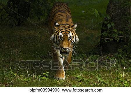 "Tiger (Panthera tigris), Hellabrunn Zoo, Munich, Upper Bavaria, Bavaria, Germany, Europe" View Large Photo Image Stock Image - "Tiger (Panthera tigris), Hellabrunn Zoo, Munich, Upper Bavaria, Bavaria, Germany, Europe". Fotosearch