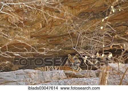 "Tiger (Panthera tigris) resting in a cave, Ranthambore national park, Rajasthan, India, Asia" View Large Photo Image Picture - "Tiger (Panthera tigris) resting in a cave, Ranthambore national park, Rajasthan, India, Asia". Fotosearch