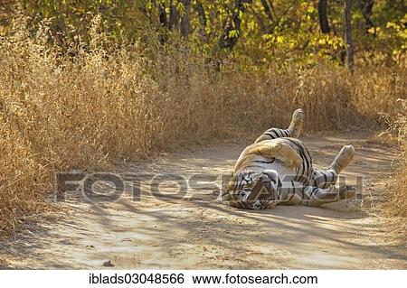 Stock Photograph - "Tiger (Panthera tigris) rolling on his back on a forest track, Ranthambore Tiger Reserve, Ranthambore National Park, Sawai Madhopur District, Rajasthan, India, Asia". Fotosearch
