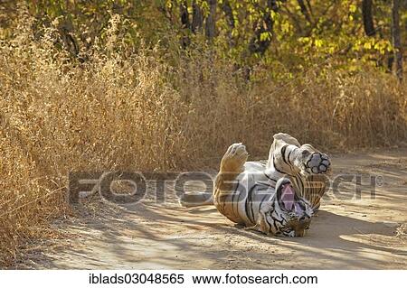 "Tiger (Panthera tigris) rolling on his back on a forest track, Ranthambore Tiger Reserve, Ranthambore National Park, Sawai Madhopur District, Rajasthan, India, Asia" View Large Photo Image Stock Photography - "Tiger (Panthera tigris) rolling on his back on a forest track, Ranthambore Tiger Reserve, Ranthambore National Park, Sawai Madhopur District, Rajasthan, India, Asia". Fotosearch