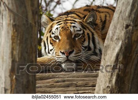 "Tiger (Panthera tigris), Tiergarten Schonbrunn, Vienna, Vienna State, Austria, Europe" View Large Photo Image Stock Image - "Tiger (Panthera tigris), Tiergarten Schonbrunn, Vienna, Vienna State, Austria, Europe". Fotosearch