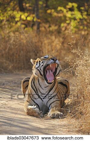 Stock Image - "Tiger (Panthera tigris) yawning on a forest track, Ranthambore Tiger Reserve, Ranthambore National Park, Sawai Madhopur District, Rajasthan, India, Asia". Fotosearch