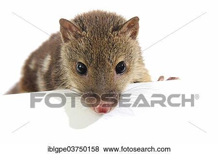 Tiger Quoll (Dasyurus maculatus) View Large Photo Image Stock Photo - Tiger Quoll (Dasyurus maculatus). Fotosearch