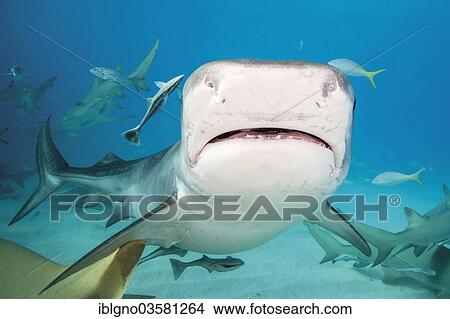 "Tiger Shark (Galeocerdo cuvier), Bahamas, North America" View Large Photo Image Picture - "Tiger Shark (Galeocerdo cuvier), Bahamas, North America". Fotosearch